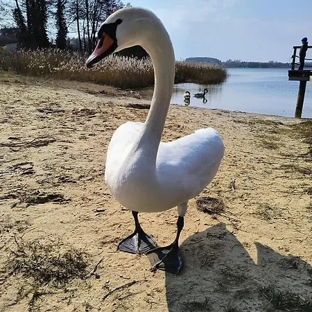 Mazury Cegielka 3* Косево